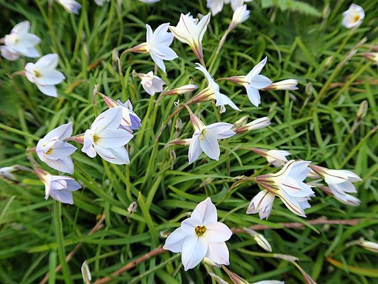 Ipheion uniflorum, Frühlingsstern jkhj