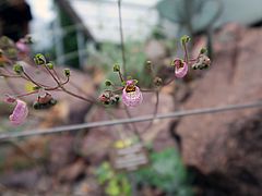 Calceolaria cana, Pantoffelblume sdf
