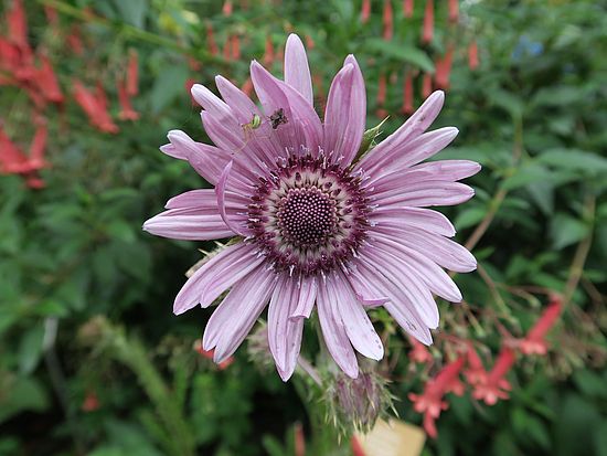 Berkheya purpurea, Purpurdistel sdfsf