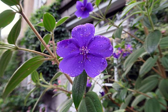 Tibouchina urvilleana, Veilchenbaum fgfg
