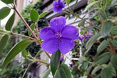Tibouchina urvilleana, Veilchenbaum fgfg