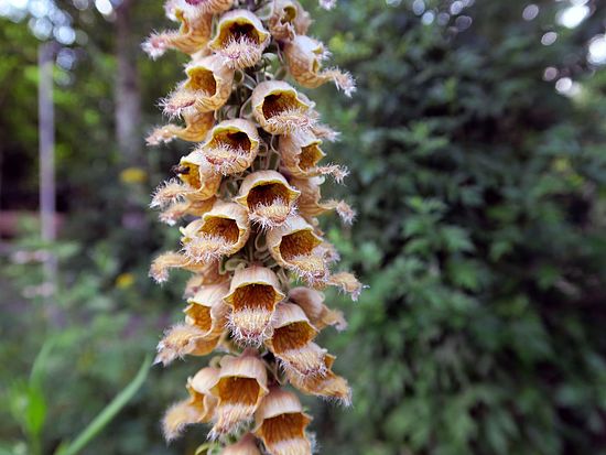 Digitalis ferruginea, Rostiger Fingerhut fgfg