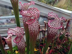 Sarracenia leucophylla, Schlauchpflanze dsfdf