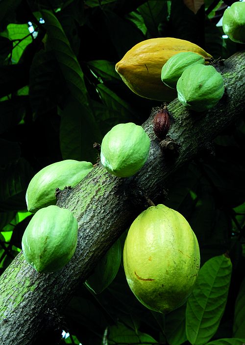 Theobroma cacao