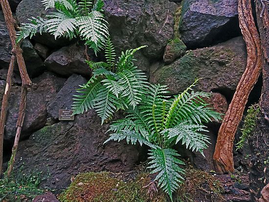 Blechnum gibbum, Zwerg-Baumfarn sfd