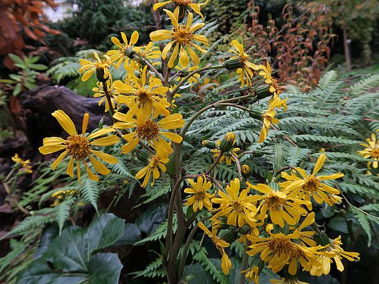 Farfugium japonicum, Japanisches Kreuzkraut dfdf