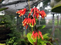 Macleania maldonadensis sdfsdf
