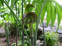Arisaema consanguineum, Kobralilie dfgdfg