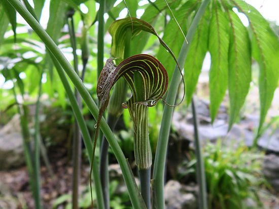 Arisaema consanguineum, Kobralilie dfgdfg