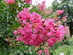 Lagerstroemia indica, Kräuselmyrte sdfsd