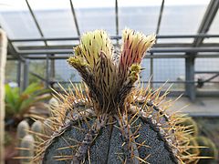 Astrophytum ornatum, Mönchskappe zuzuh