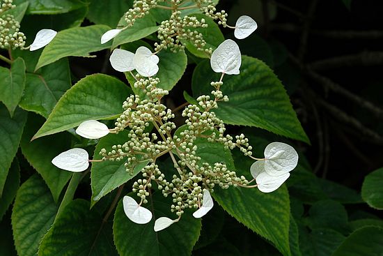 Spalthortensie (Hydrangea hydrangeoides) 