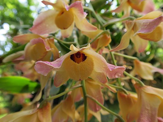 Dendrobium sp., Baumsitzer dfasd
