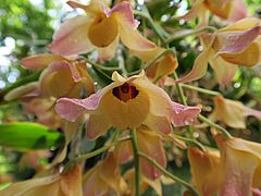 Dendrobium sp., Baumsitzer dfasd