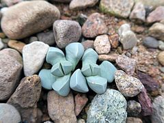 Lapidaria margaretae, Lebender Stein dfgdf