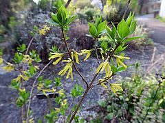 Forsythia europaea, Balkan-Forsythie jkjk