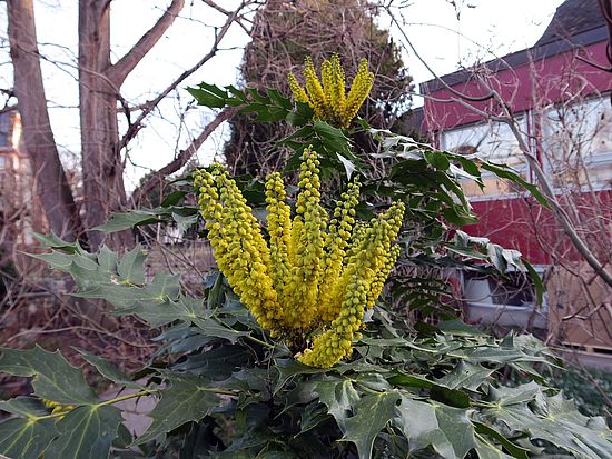 Mahonia napaulensis, Nepal-Mahonie fsdfs