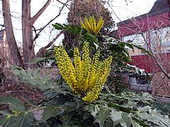 Mahonia napaulensis, Nepal-Mahonie fsdfs
