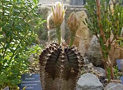Gymnocalycium mihanovichii