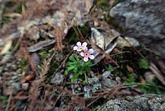 Androsace albana, Albanischer Mannsschild dfsdf