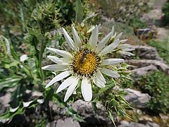 Berkheya cirsiifolia, Südafrikanische Distel sdfa