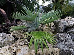Trachycarpus princeps, Marmor-Hanfpalme dfsf