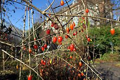 Lycium barbarum fgfg