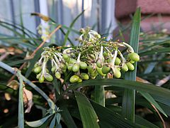 Ophiopogon jaburan, Schlangenbart sdfsdf