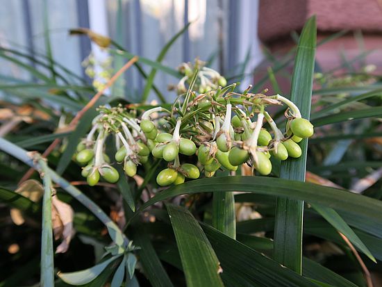 Ophiopogon jaburan, Schlangenbart sdfsdf