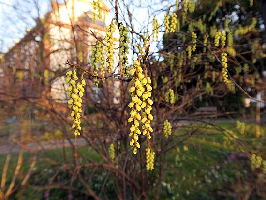Stachyurus praecox, Perlschweif sdf