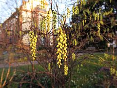 Stachyurus praecox, Perlschweif sdf