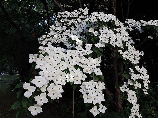 Cornus kousa, Blumen-Hartriegel öäöälö