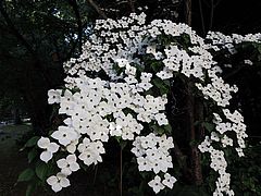 Cornus kousa, Blumen-Hartriegel öäöälö