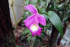 Sobralia macrantha, grossblütige Sobralia sdfsdf