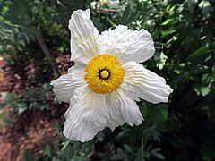 Kalifornischer Strauchmohn cfbvf