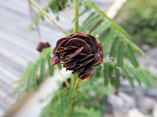 Desmanthus illinoensis, Prärie-Mimose gghfg