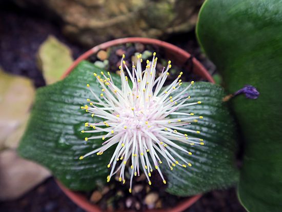 Massonia pustulata, Igel-Lilie ghfg