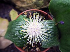 Massonia pustulata, Igel-Lilie ghfg