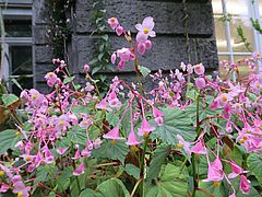 Begonia grandis, winterharte Begonie dfsdf