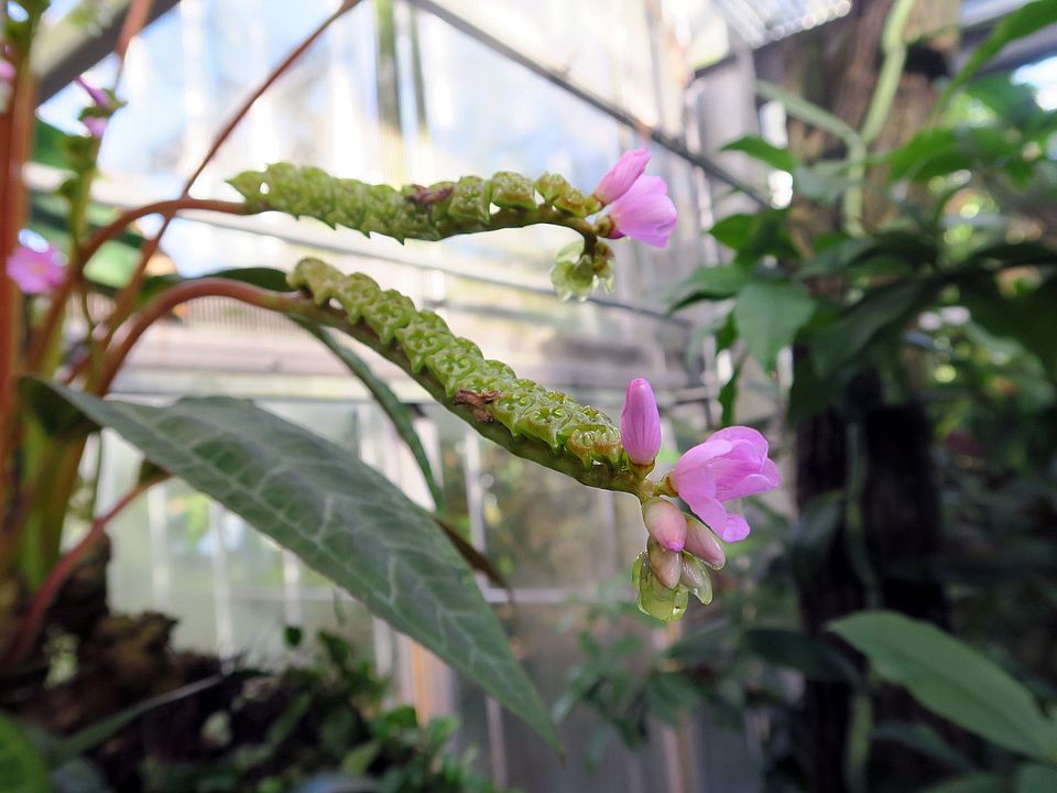 Monolena primuliflora, Ameisenpflanze dfg