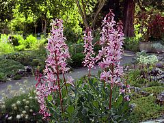 Dictamnus albus, Diptam dfsfs