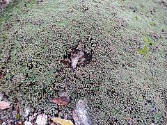 Raoulia australis, Neuseeländischer Schafsteppich gfhg