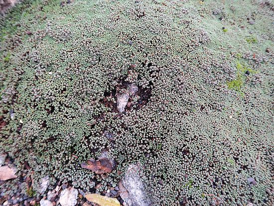 Raoulia australis, Neuseeländischer Schafsteppich gfhg