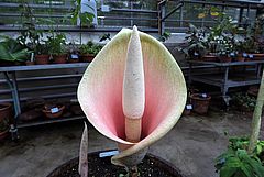 Amorphophallus bulbifer, Teufelszunge dfdef