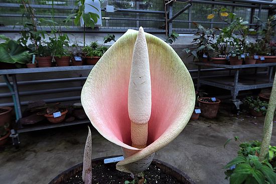 Amorphophallus bulbifer, Teufelszunge dfdef