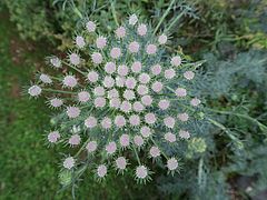 Seseli gummiferum, Bergfenchel xcc