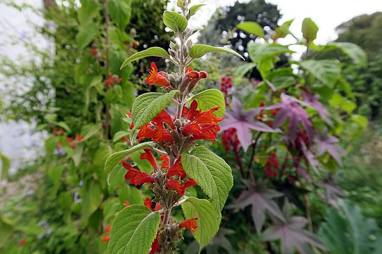 Colquhounia coccinea, Himalaya-Minze-Strauch fgfg