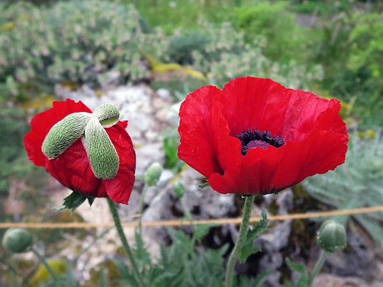 Papaver bracteatum, Armenischer Mohn sdf