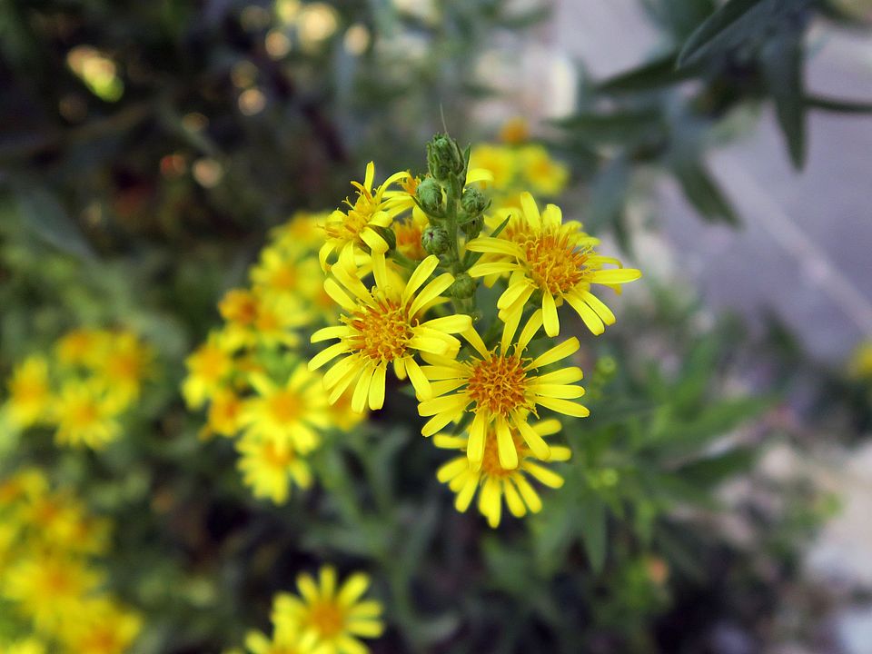 Dittrichia viscosa, Klebealant fdgd