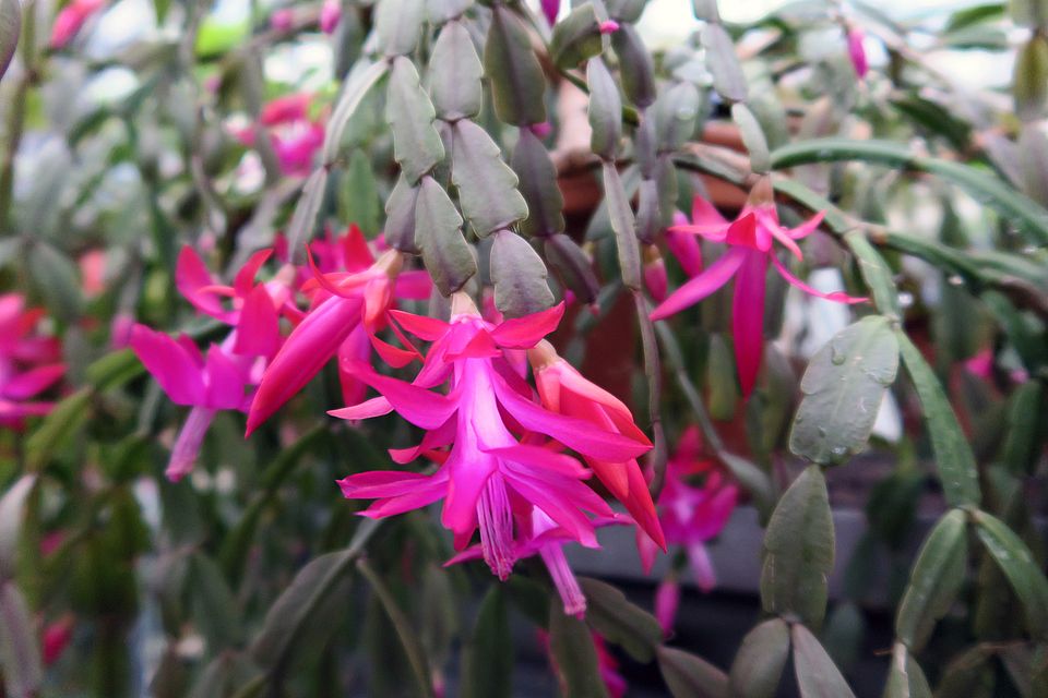 Schlumbergera truncata, Weihnachtskaktus dffdf